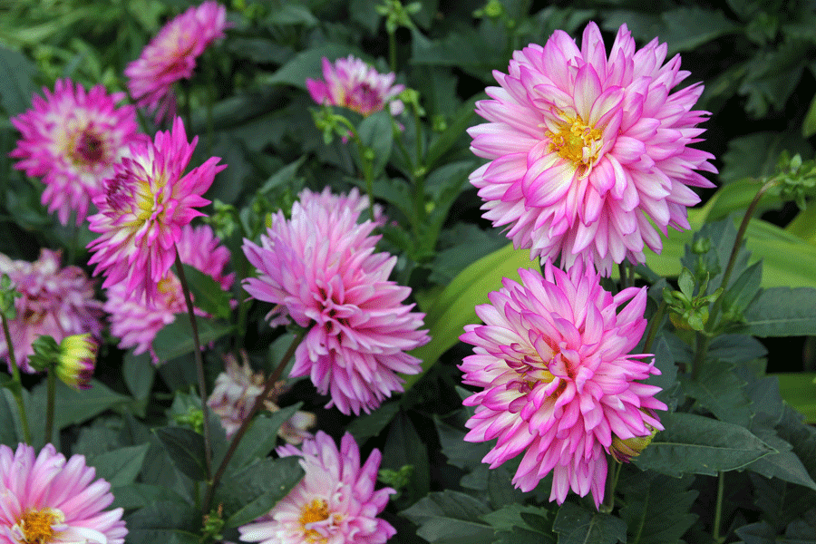 pink-dahlia