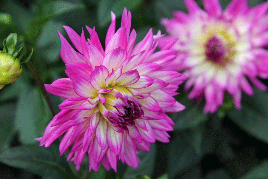 pink-dahlias