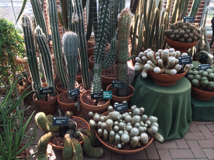 lots-of-cacti
