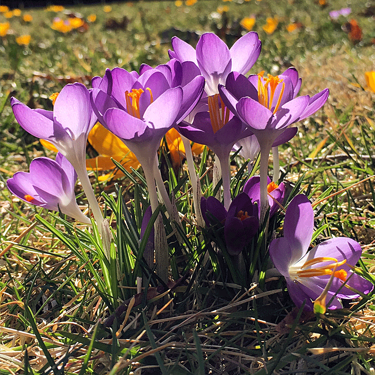 purple-crocus