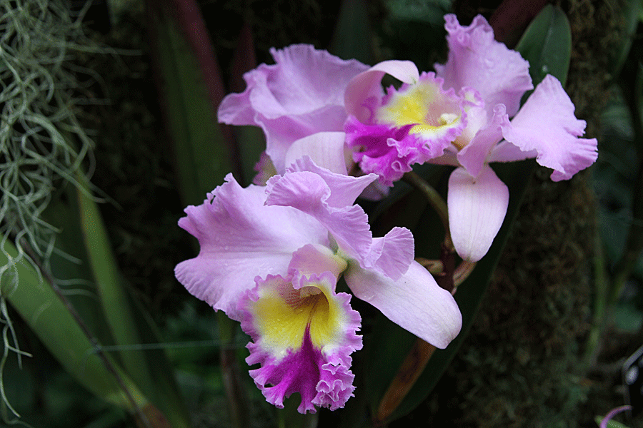 orchid2