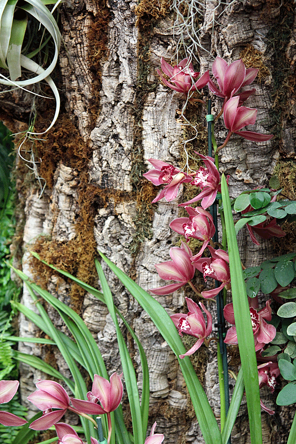 orchids4