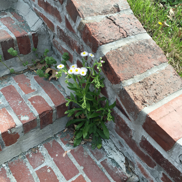 flowers-in-bricks