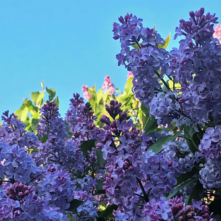 lilacs