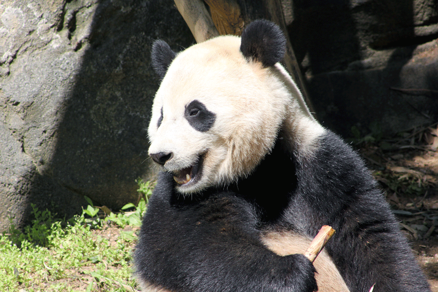 laughing-panda