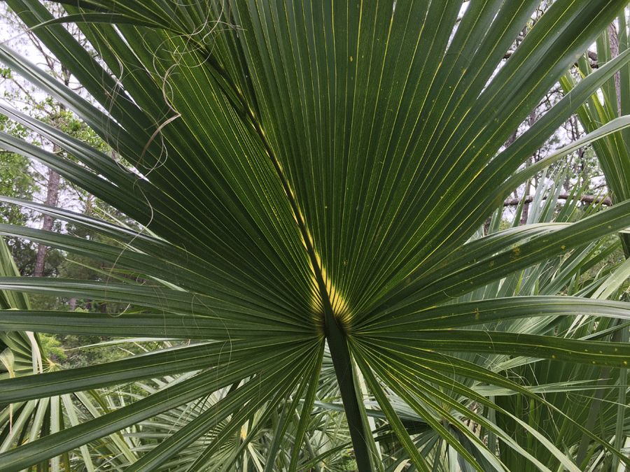 palm