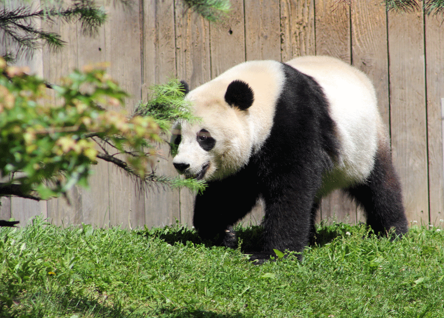 panda-stroll