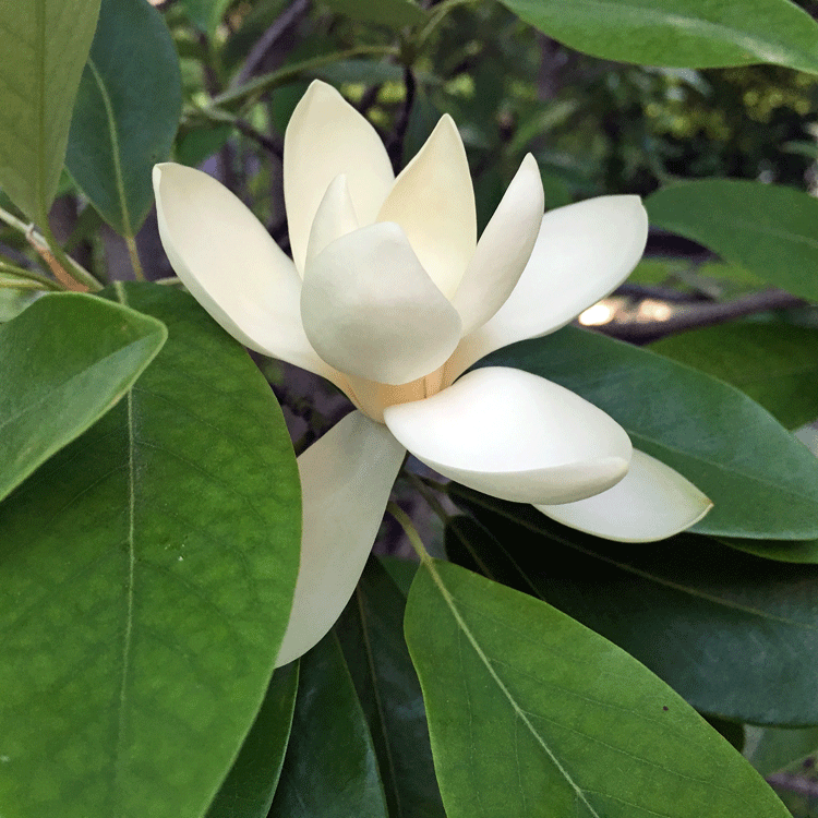 magnolia