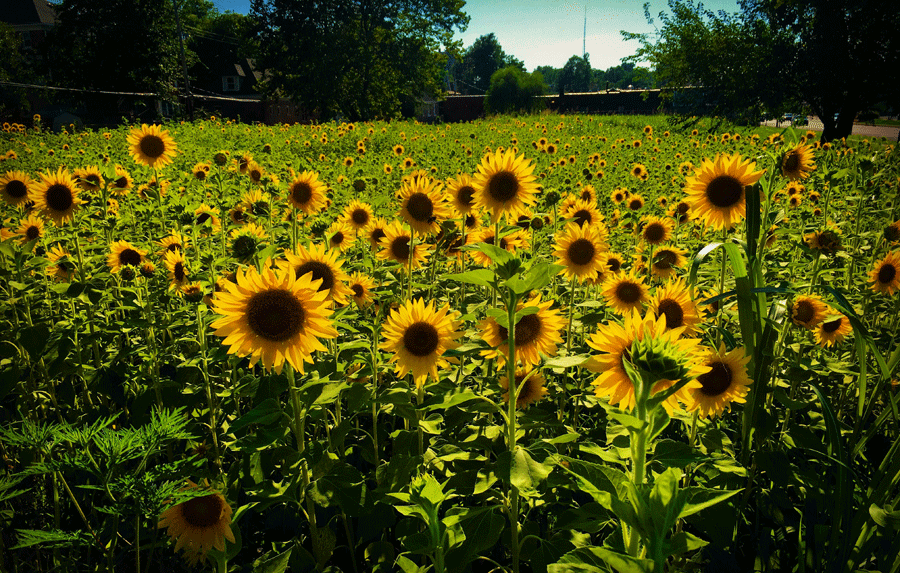 sunflowers