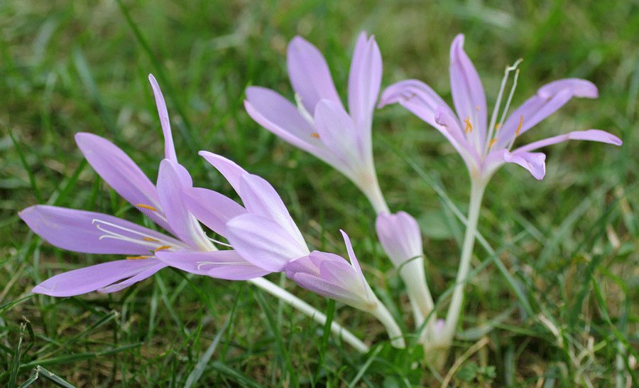 crocus