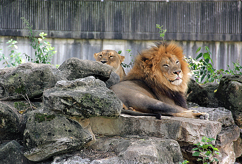 lions