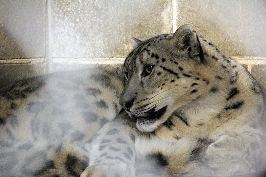 snow-leopard
