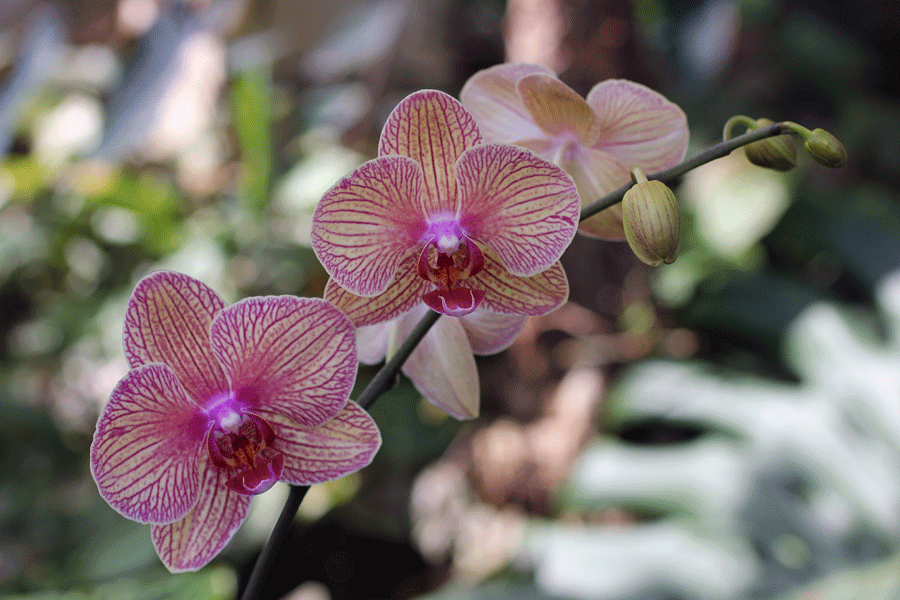 pink-orchid